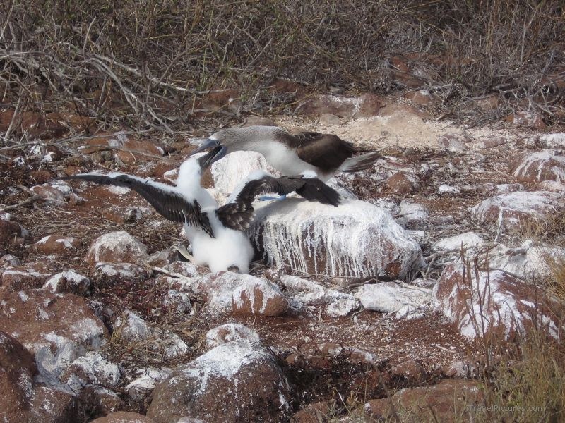 booby blue-footed booby chick bird feeding birds